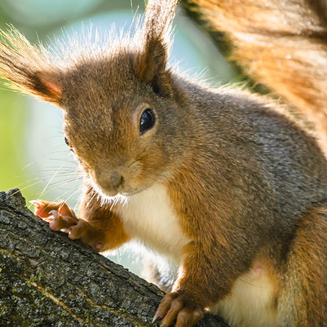 ardillas-portadoras-de-fiebre-amarilla