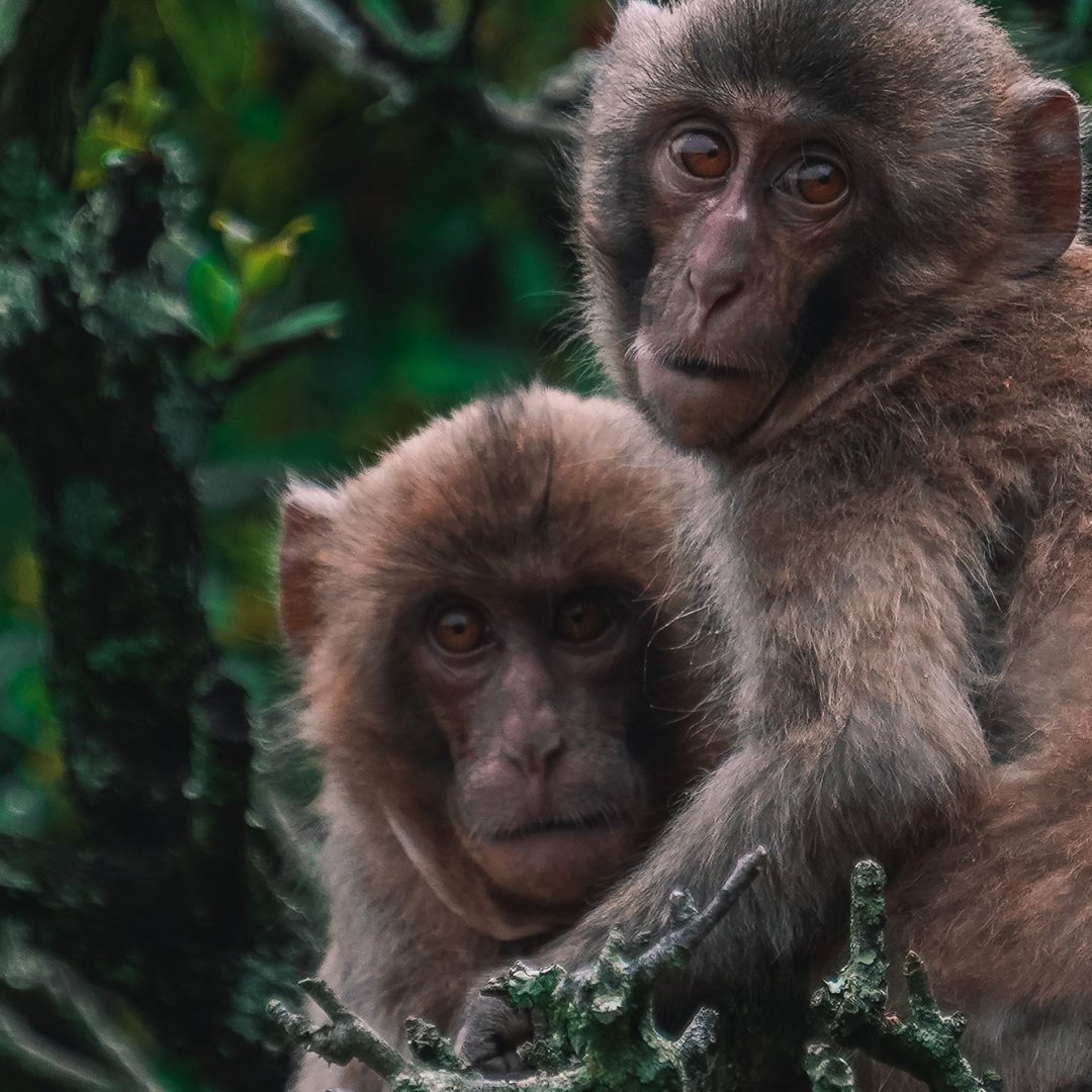 monos-aulladores-portadores-de-fiebre-amarilla
